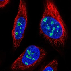 MPND Antibody, Novus Biologicals 0.1mL; Unlabeled:Antibodies, Polyclonal